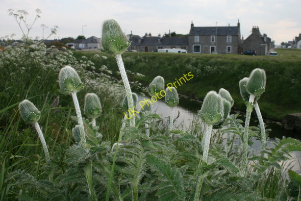 Photo 6"x4" Poppies forming by the canal at Seatown Lossiemouth c2010