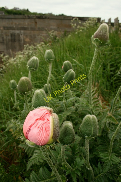Photo 6"x4" A Poppy unfolds by the canal at Seatown Lossiemouth c2010