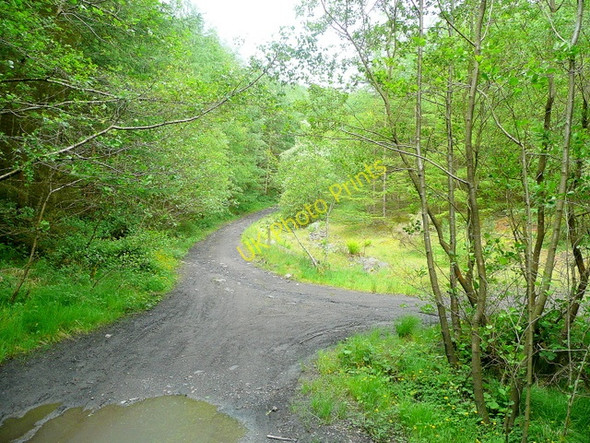 Photo 6"x4" Tracks within Aber-pergwm Wood Blaengwrach c2010