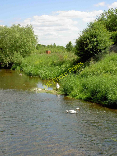 Photo 6"x4" Swans and their cygnets on the River Dearne Millhouses\/SE4204 c2010