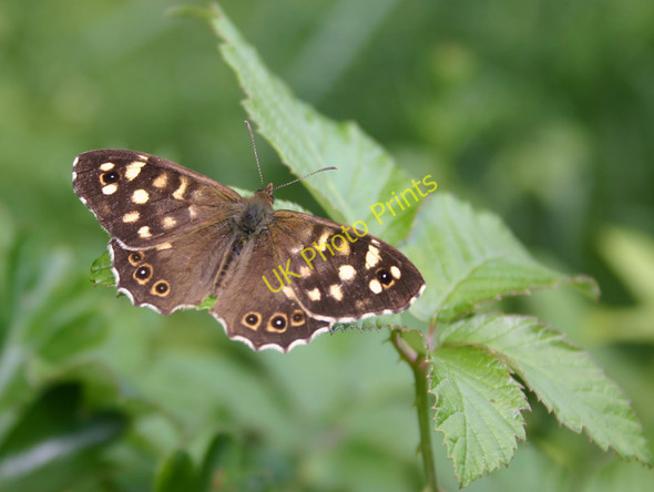 Photo 6"x4" Speckled Wood Butterfly Drayton\/SP1655 c2010