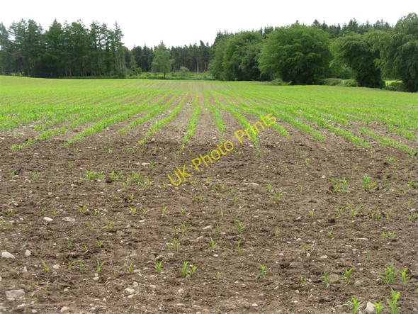 Photo 6"x4" Dockridding Wood Clarencefield c2010