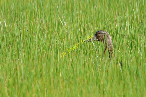 Photo 6"x4" Mallard (Anas platyrhynchos), Trolla Water, Baltasound Baliasta\/HP6009 c2010