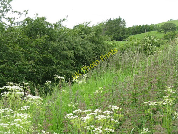 Photo 6"x4" Steep bank near East Raffles Carrutherstown c2010