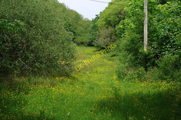 Photo 6"x4" Buttercup Meadow Hardisworthy c2010