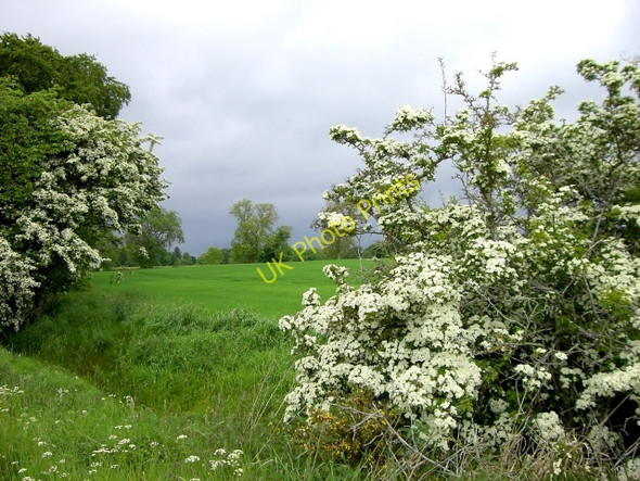 Photo 6"x4" Hawthorns near Shandwick Mains Milton\/NH7674 c2010