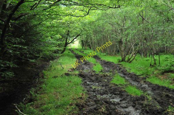 Photo 6"x4" Muddy track through Cairntawie Wood Cuttyhill c2010