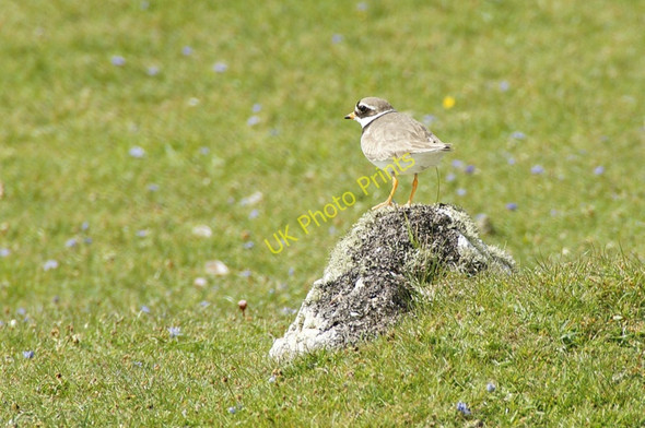 Photo 6"x4" Ringed Plover (Charadrius hiaticula), Spoo Ness  Westing\/HP5705 c2010