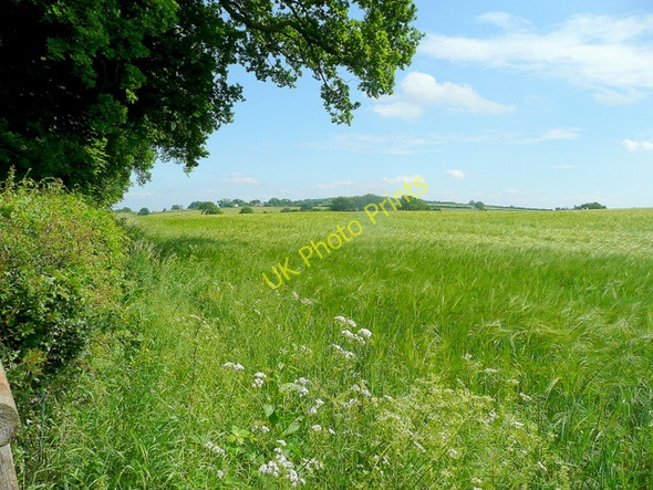 Photo 6"x4" Barley crop by Bream Avenue Bream's Meend c2010