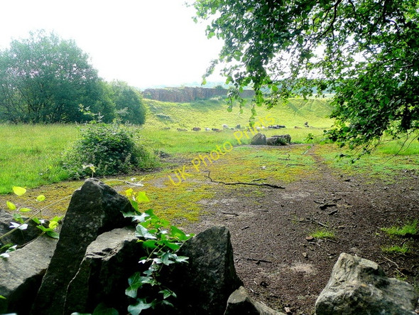 Photo 6"x4" Sheep in an old quarry Stowe\/SO5606 c2010