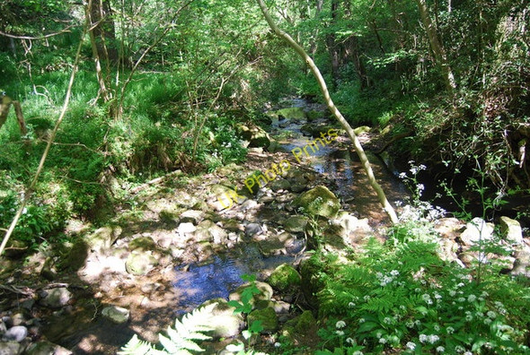 Photo 6"x4" Confluence in Harry's Folly Fylingthorpe c2010