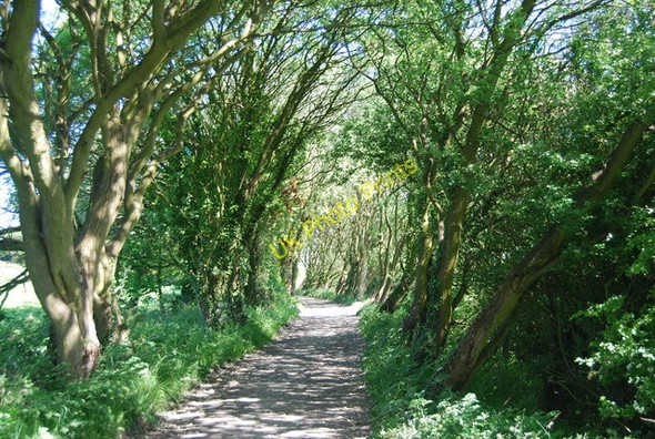 Photo 6"x4" The Old railway line Fylingthorpe c2010