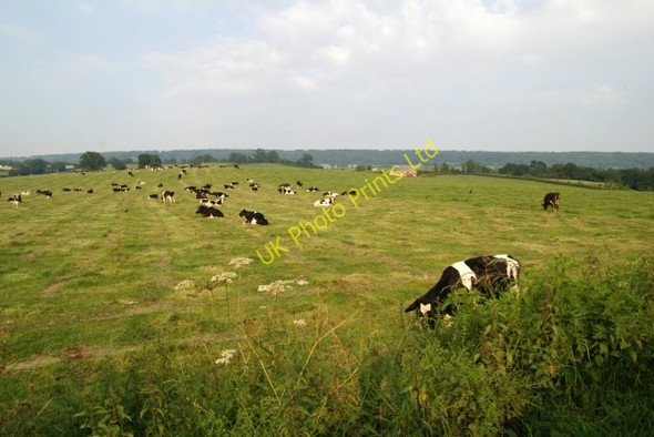 Photo 6"x4" Cows, Sidmouth Road, Ottery St Mary Ottery St Mary c2006
