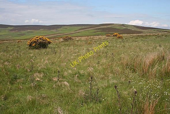 Photo 6"x4" Hill of Allochie Craiggie Cat c2010