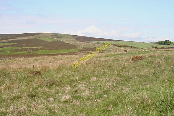 Photo 6"x4" Hill of Allochie Craiggie Cat c2010