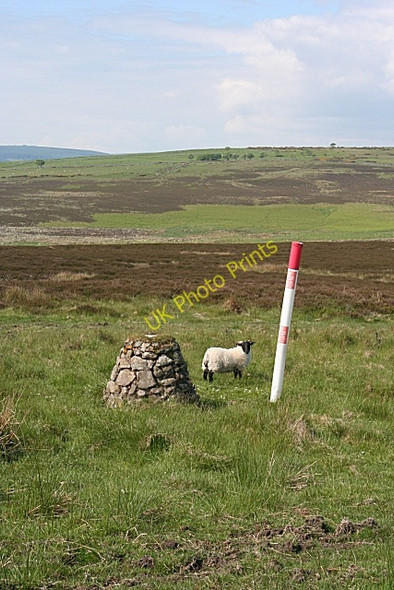 Photo 6"x4" Cairn, Lamb and Post Craiggie Cat c2010