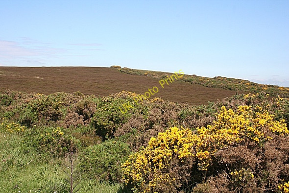 Photo 6"x4" Hill of Allochie Craiggie Cat c2010