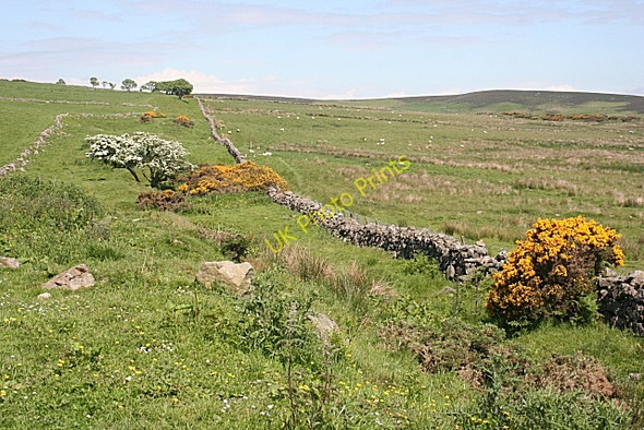 Photo 6"x4" Near Raedykes Craiggie Cat c2010