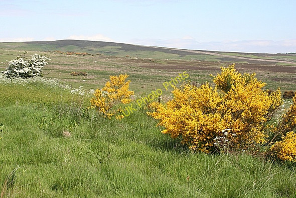 Photo 6"x4" The View from Broomhill Craiggie Cat c2010