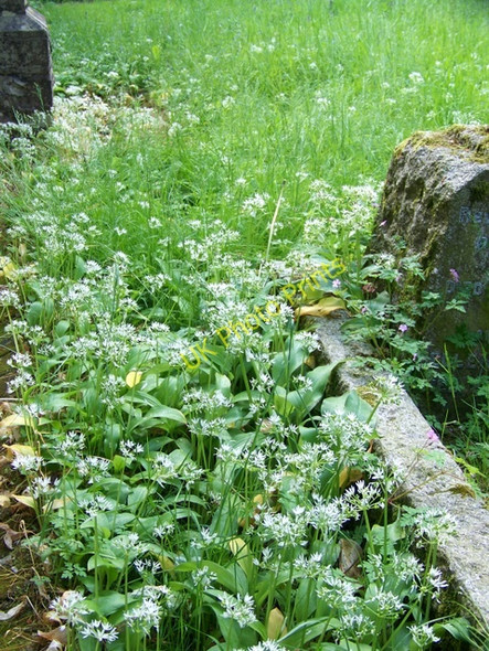 Photo 6"x4" Ramsons (Allium ursinum ) Buttermere\/SU3461 c2010