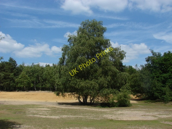 Photo 6"x4" Horsell Common Woking c2010