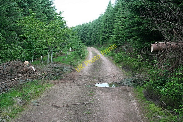 Photo 6"x4" Fallen Tree Burn of Sheeoch c2010
