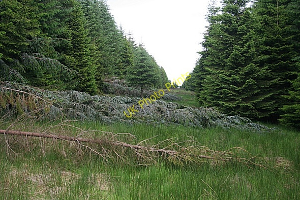 Photo 6"x4" Fire Break with Fallen Trees Garrol Wood\/NO7290 c2010