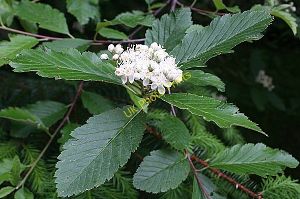 Photo 6"x4" Flowering Tree Crossroads\/NO7594 c2010