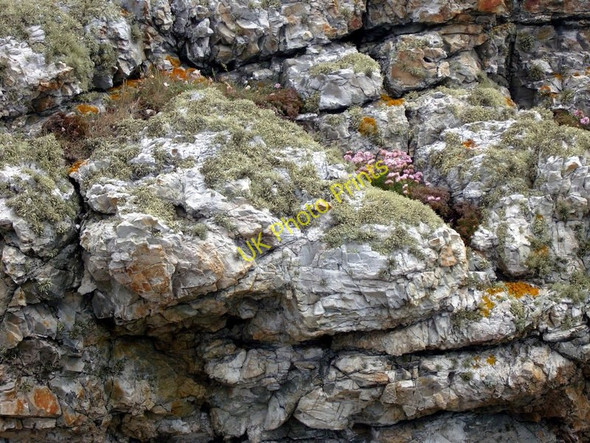 Photo 6"x4" Wild flowers and lichens Constantine Bay\/SW8674 c2010