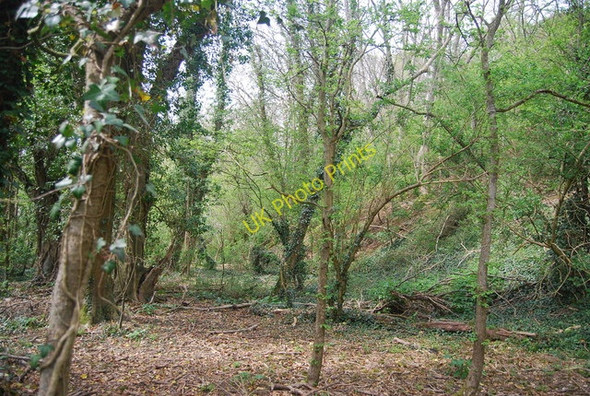 Photo 6"x4" Friston Forest Litlington\/TQ5201 c2010