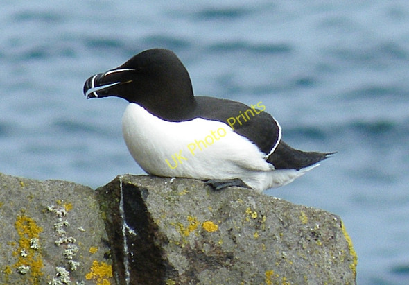 Photo 6"x4" Razorbill (Alca torda) South Ness\/NT6698 c2010