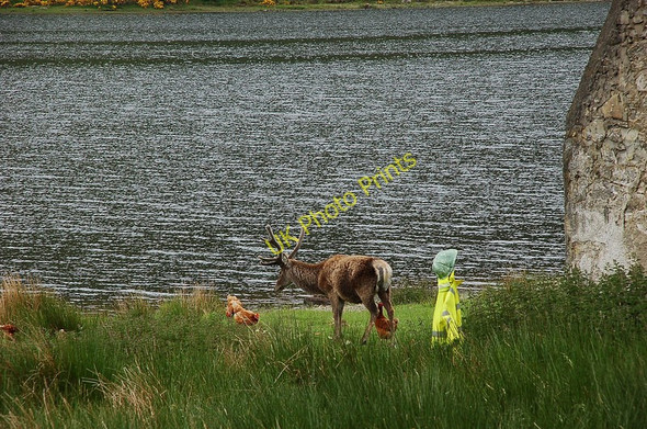 Photo 6"x4" Stag with hens, Aultanrynie Kinloch\/NC3434 c2010