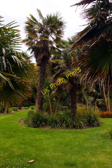 Photo 6"x4" Palms at Ventnor Botanic Gardens Ventnor c2010