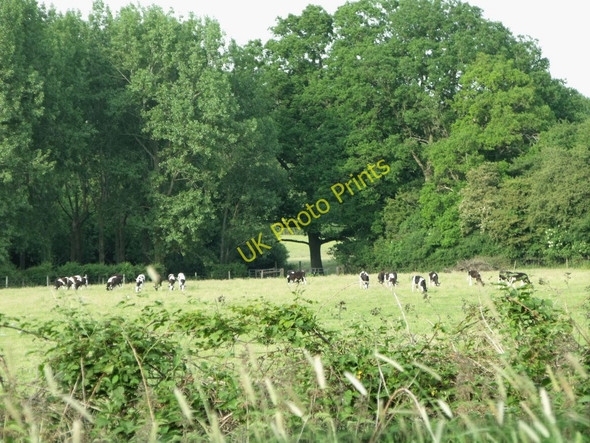 Photo 6"x4" Field of cattle near Southwater, West Sussex Copsale c2010