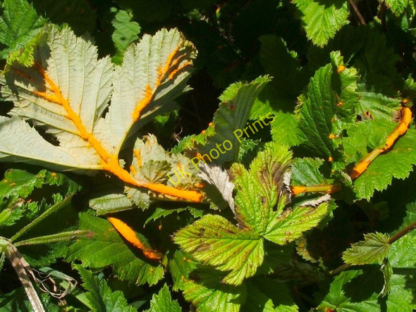 Photo 6"x4" Meadowsweet Rust (Triphragmium ulmariae) Dumbarton c2010