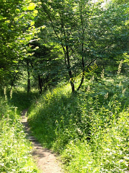 Photo 6"x4" Wreay Woods Wreay\/NY4348 c2006