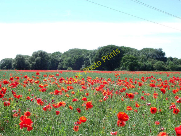 Photo 6"x4" Moor Plantation through the poppies Allenton c2010