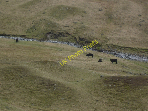 Photo 6"x4" The wild black cattle of Ennerdale Gatesgarth\/NY1915 c2010