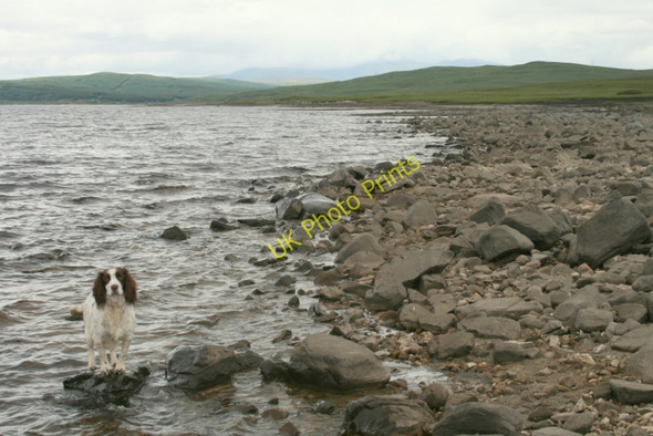 Photo 6"x4" Awaiting instruction on the shores of 'Shin Loch Shin c2010