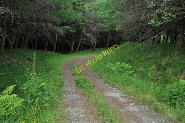 Photo 6"x4" Track into the forest near Kilchrenan Ardanaiseig c2010