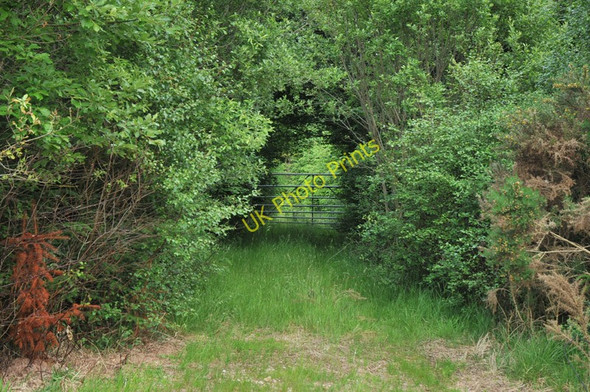Photo 6"x4" Track into woodland at Ardanaiseig Ardanaiseig c2010