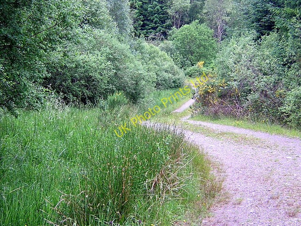 Photo 6"x4" Track in Loch Ard Forest Dalmary c2006