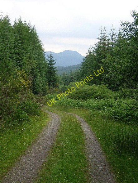 Photo 6"x4" Track in Loch Ard Forest Dalmary c2006 P1