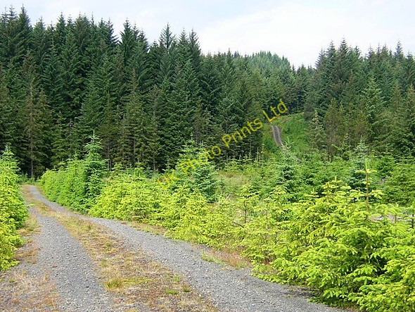 Photo 6"x4" Track in Loch Ard Forest Lime Hill c2006