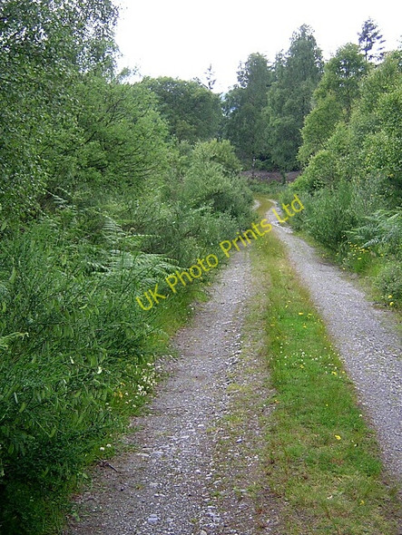 Photo 6"x4" Track in Loch Ard Forest Altskeith c2006