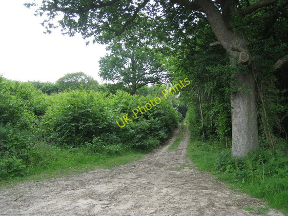 Photo 6"x4" Gorsley Wood Bishopsbourne c2010