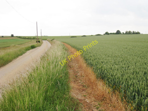 Photo 6"x4" Crop Field along Bramling Road Bekesbourne c2010