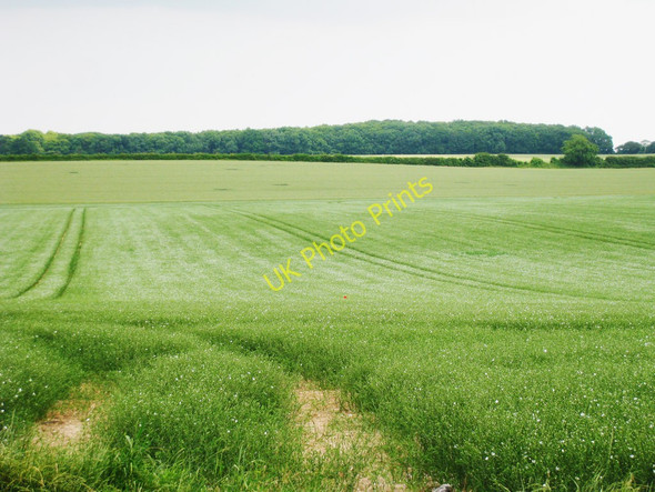 Photo 6"x4" Crop Field off Bramling Road Bossington\/TR2355 c2010
