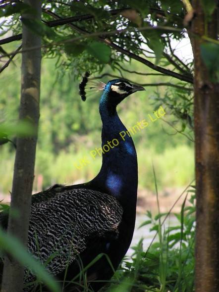 Photo 6"x4" Peacock, Horning Upper Street\/TG3517 c2006