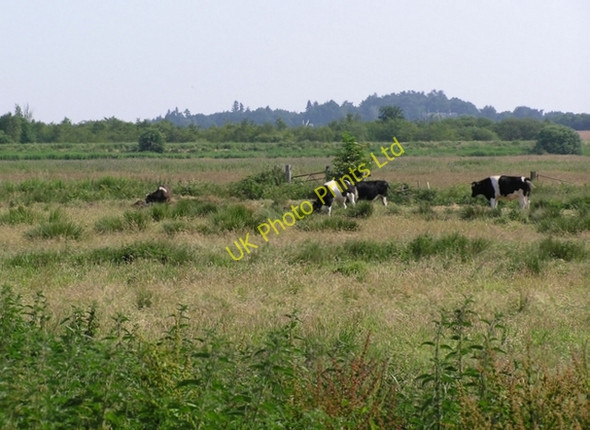 Photo 6"x4" Cows on Horning Marshes Upper Street\/TG3517 c2006
